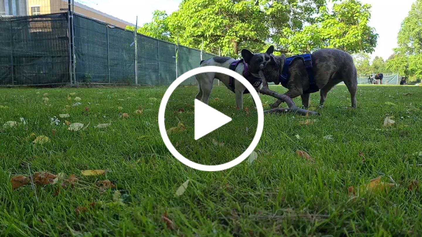 Customer video review of Premium Comfort Harness | Non Restrictive & Adjustable - Purple