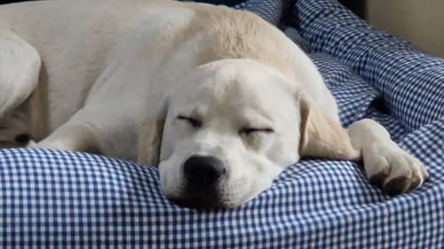 Customer photo review of Divanetto Cotone Vichy Bluette