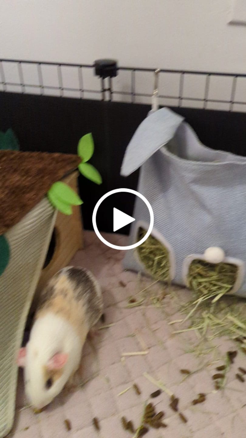Customer video review of Premium GuineaDad Liner