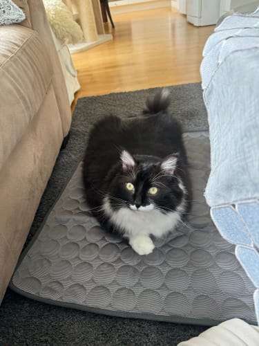 Customer photo review of Vico's Kühloase