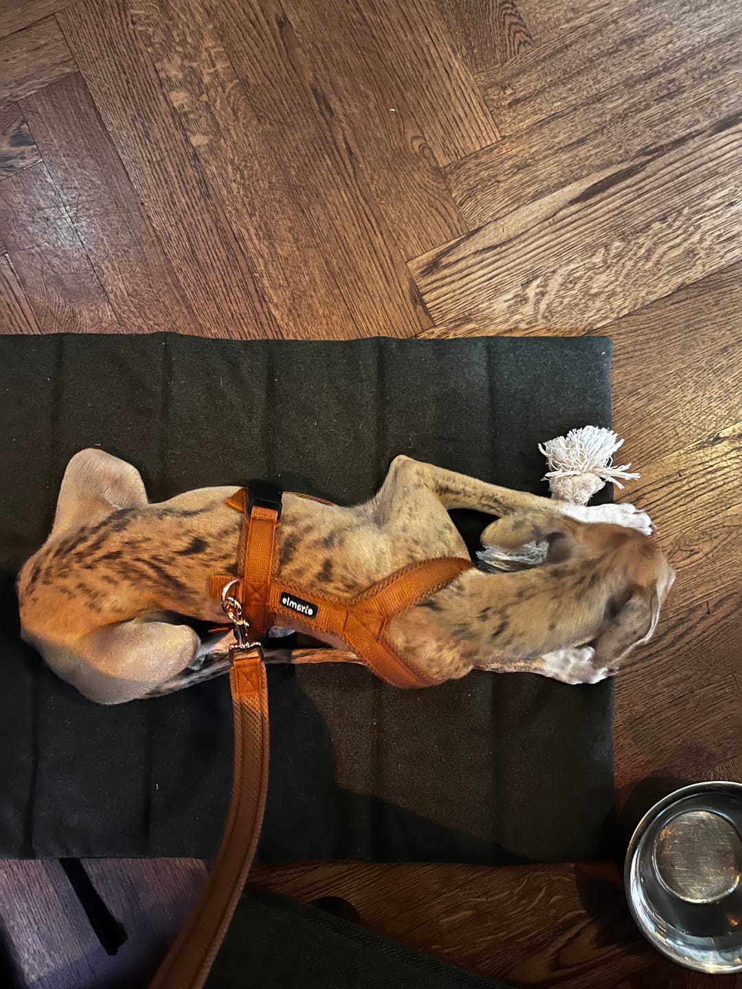 Customer photo review of Hundegeschirr FUN Welpe/Windspiel "Caramel"