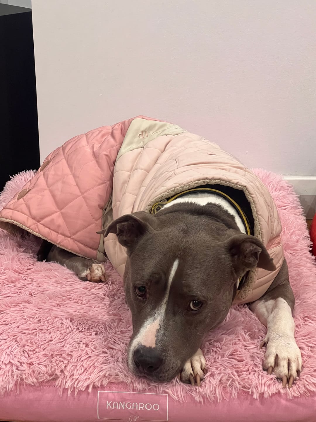 Customer photo review of Calming Cover for Kangaroo Crate Mat