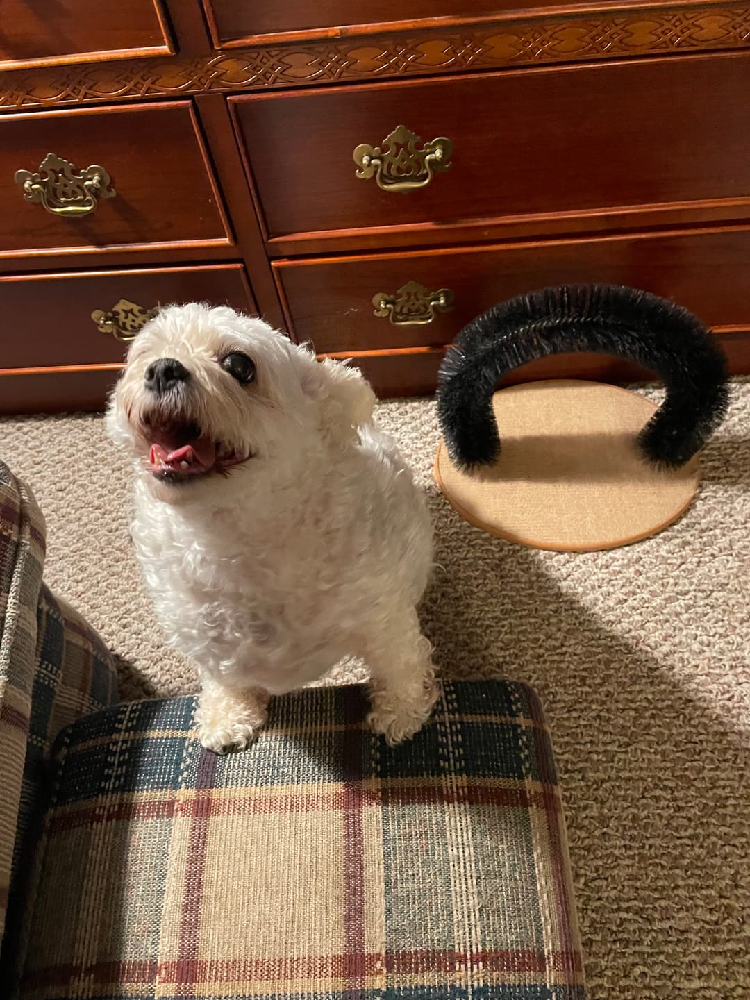 Customer photo review of Carrying Case for furMe Grooming Vacuum