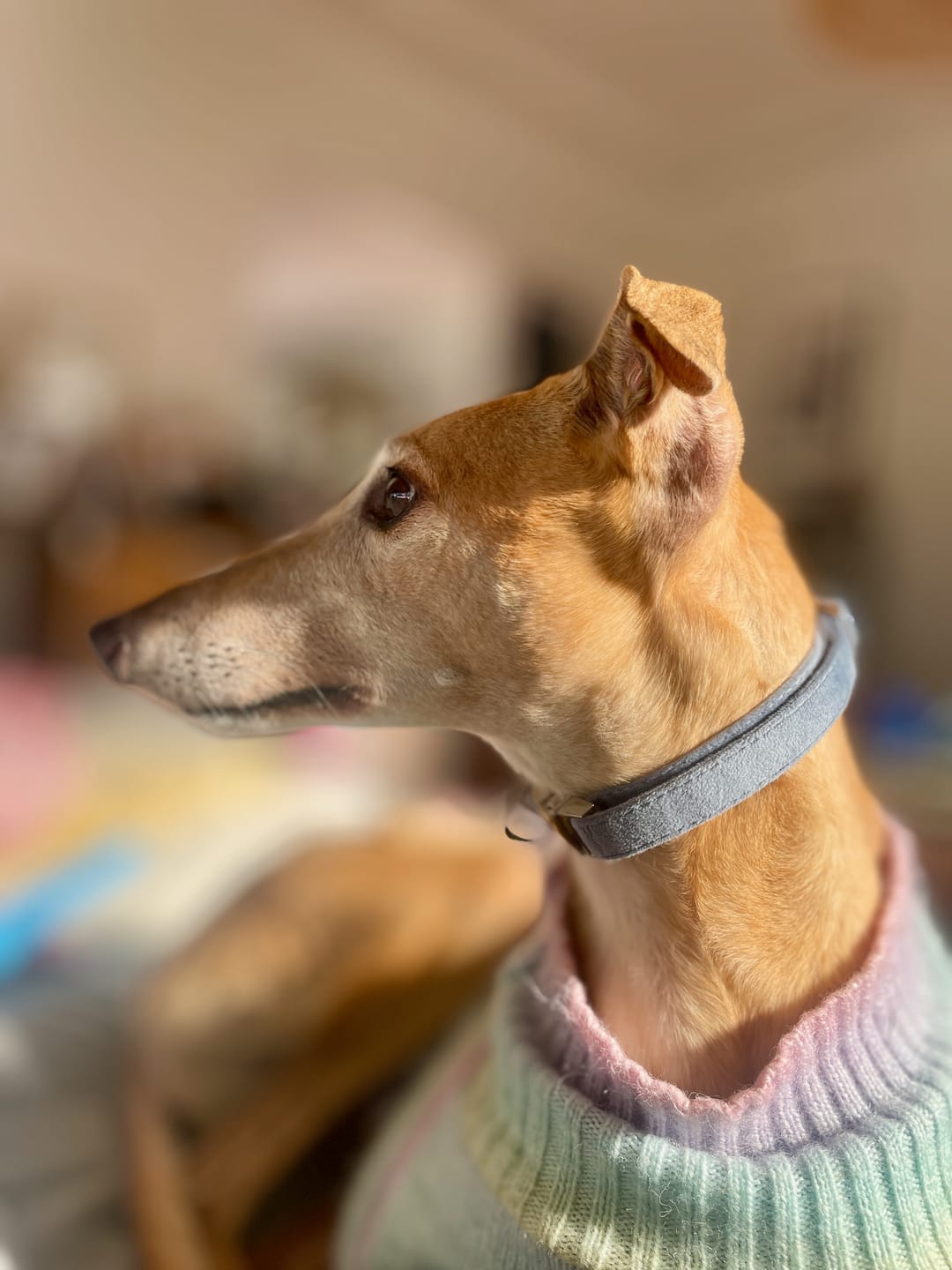 Customer photo review of Blue Velvet Dog Collar