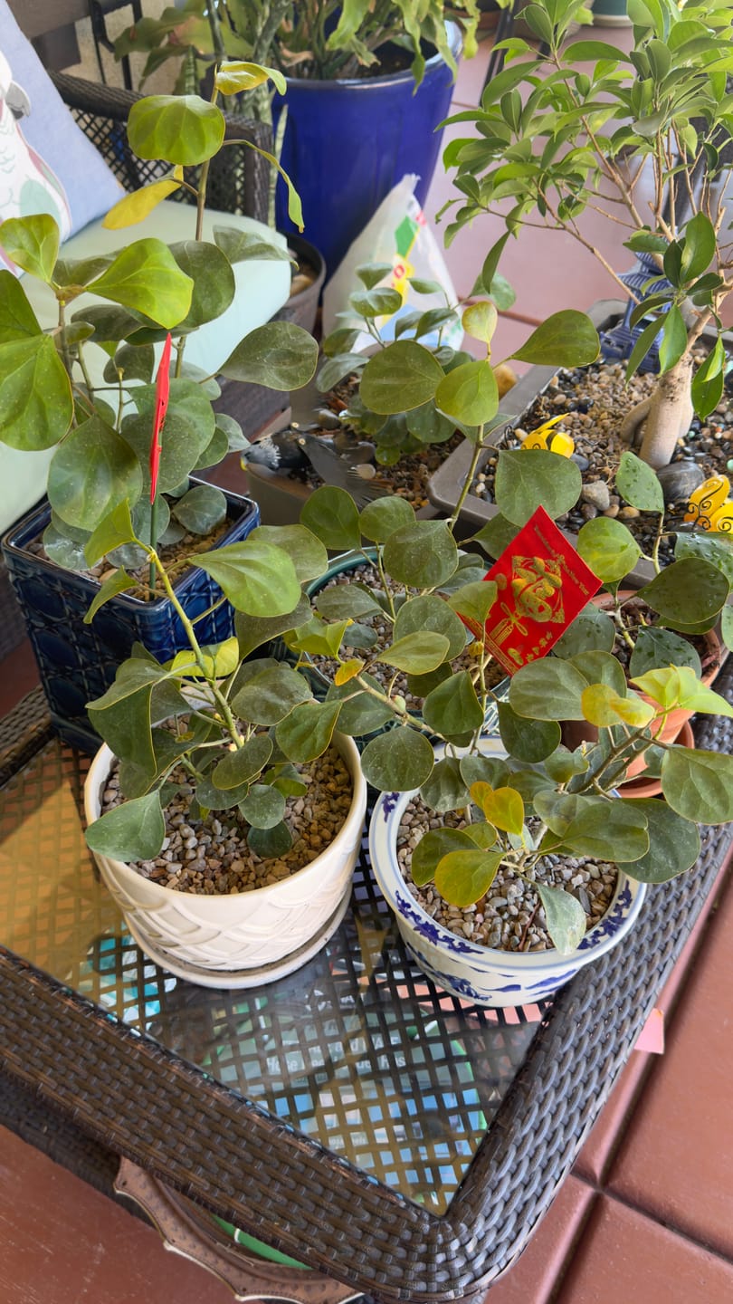 Customer photo review of Ficus deltoidea