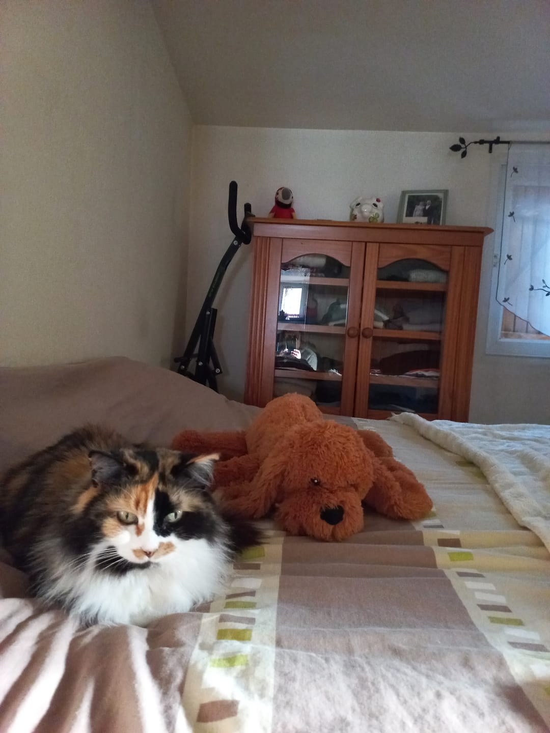 Customer photo review of Pâtées riches en volaille & aux courgettes (chat âgé)