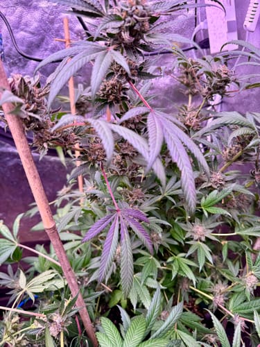 Customer photo review of Slim 320S NextGen V2 Dimmable LED Grow Light Triple Dimmer (UV + ir) 320w (3500k) LH351H V2
