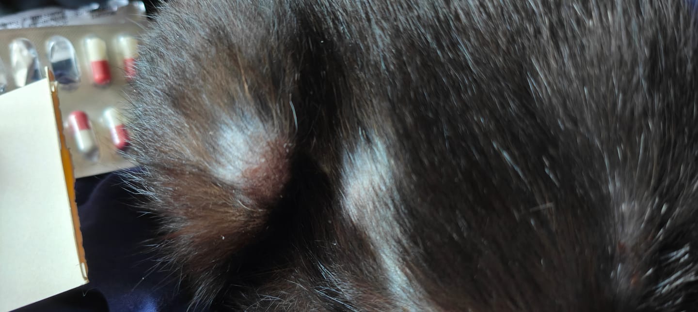 Customer photo review of Cat Shampoo