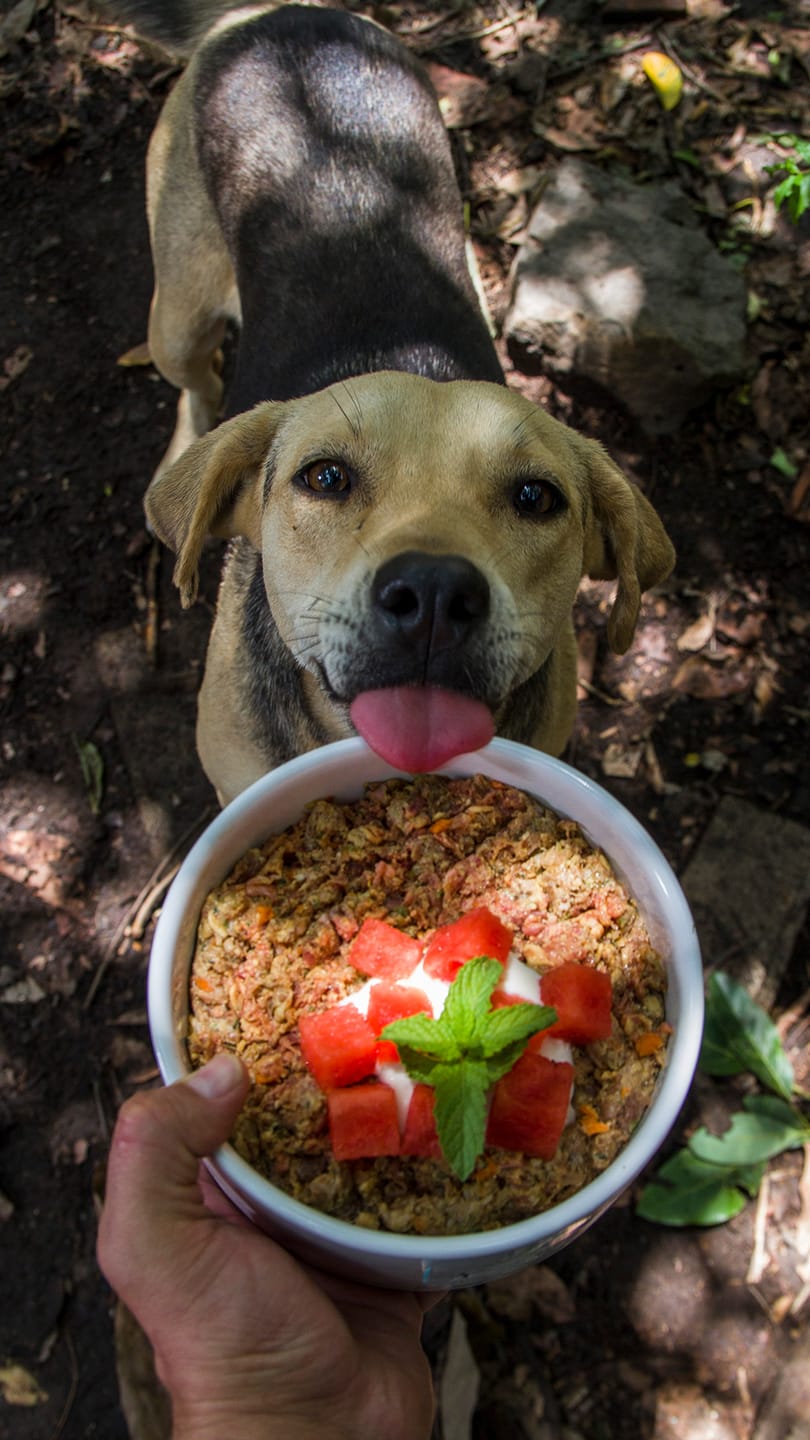 Customer photo review of Jaubite I Dieta BARF a domicilio con Descuento por Volumen.