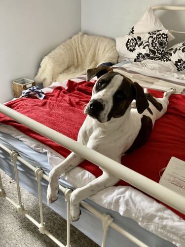 Customer photo review of Big White | Shark Cartilage & Dandelion Dog Treats