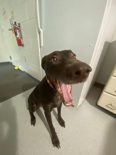 Customer photo review of Collar of the Month Club