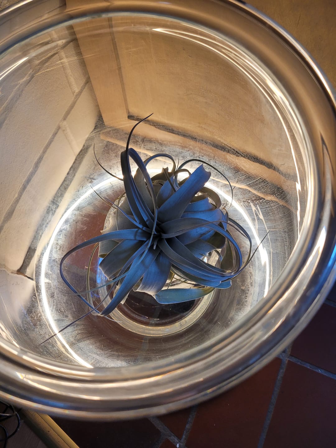 Customer photo review of Tillandsia xerographica