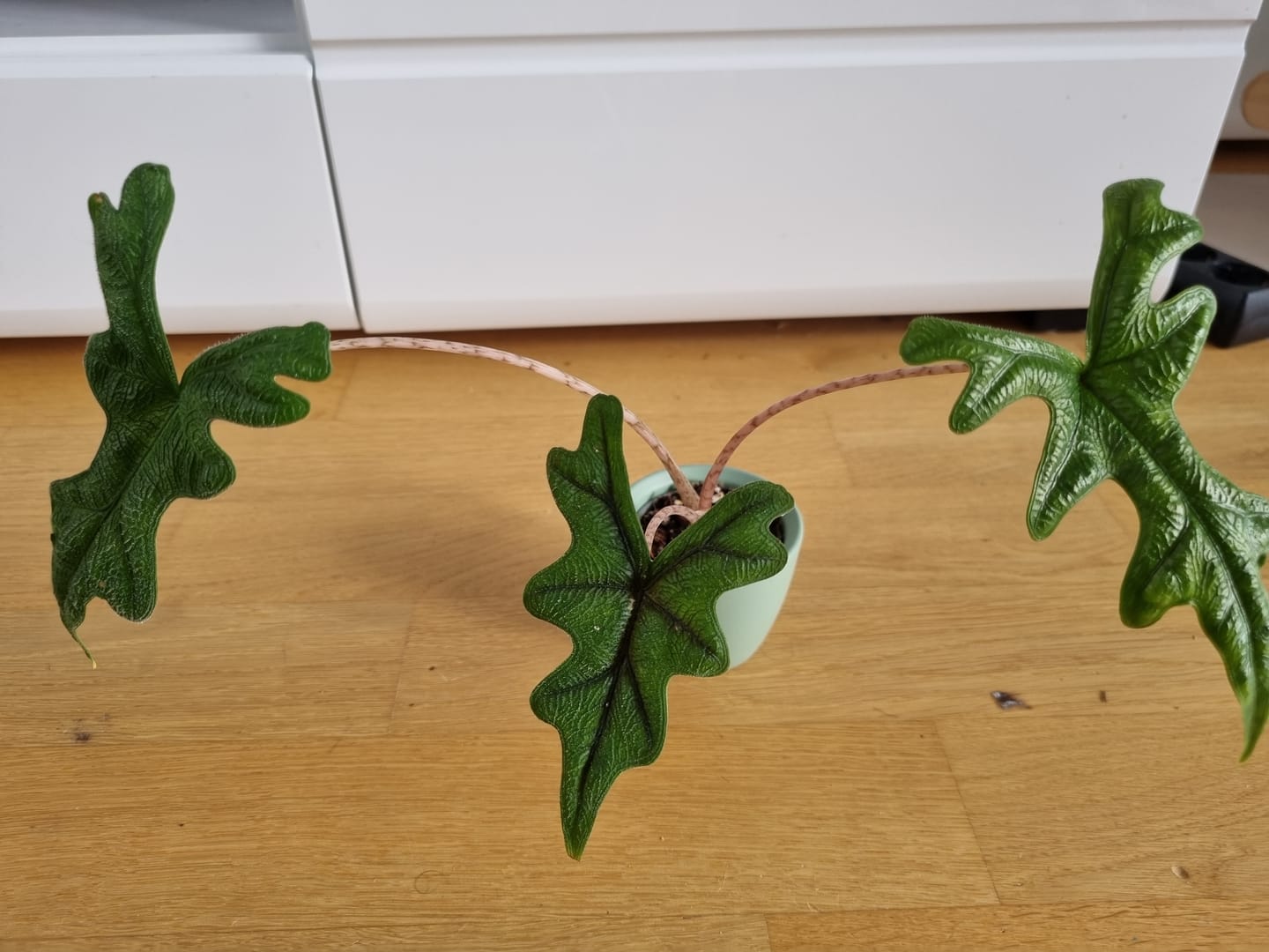 Customer photo review of ALOCASIA JACKLYN