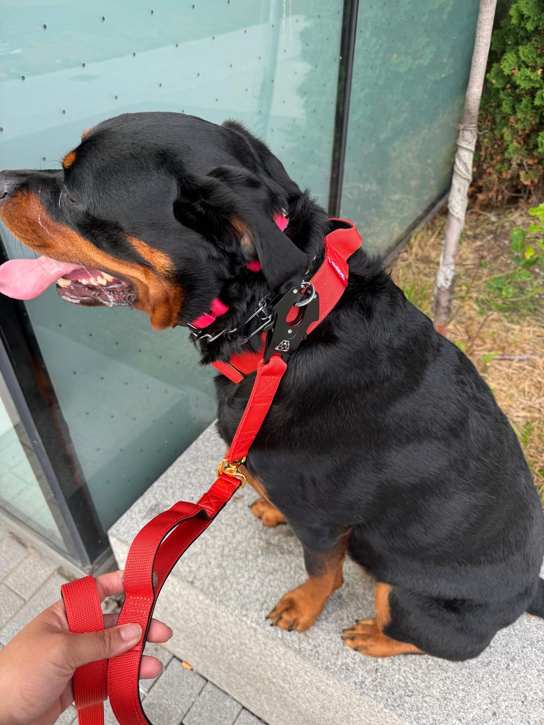 Customer photo review of Tacti Luxe Dog Leash - Gold Cognac