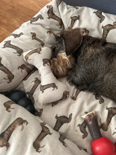 Customer photo review of Gioco Osso