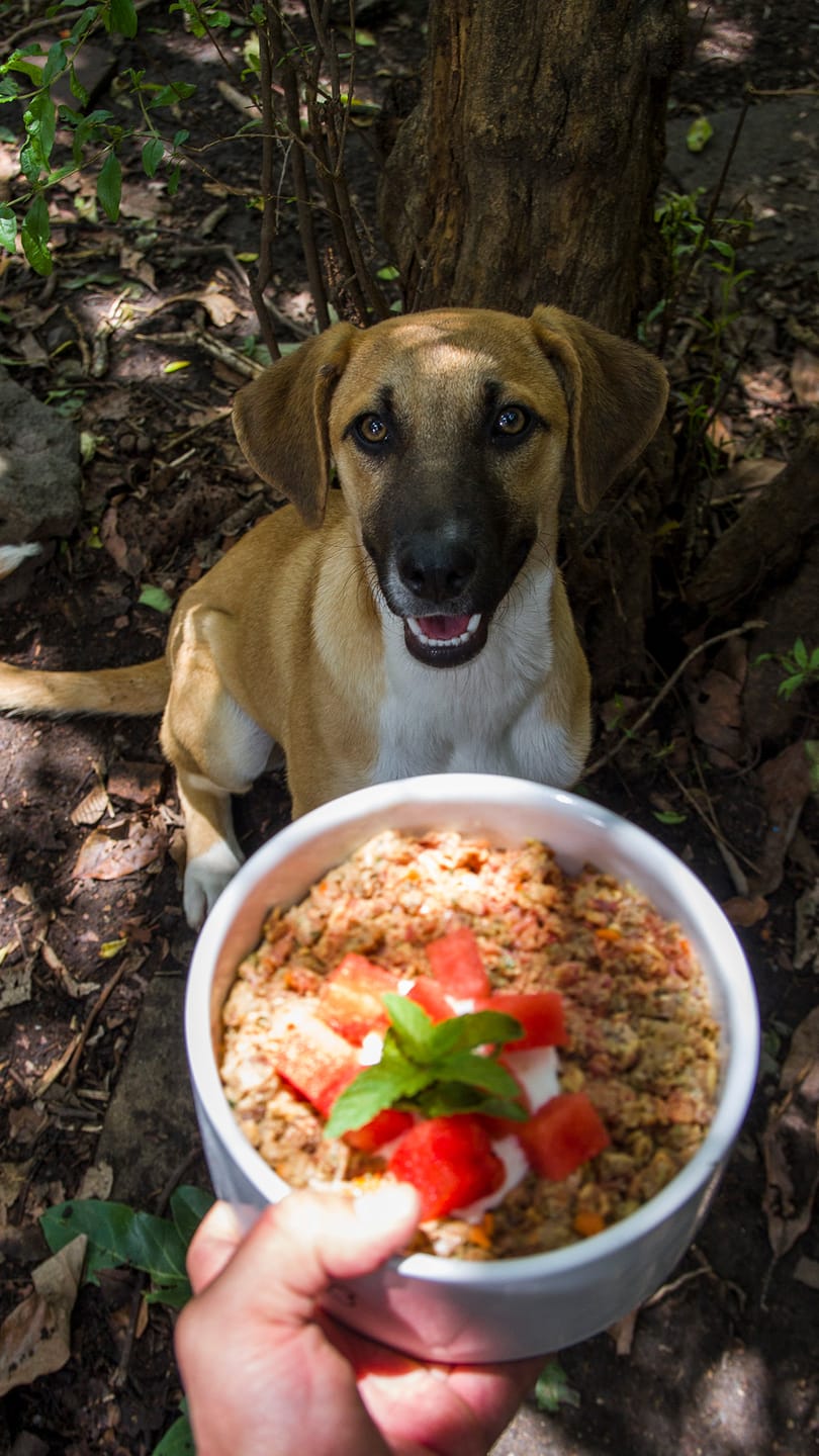 Customer photo review of Nutribite I Dieta BARF a Domicilio. Alimento Natural Para Perro