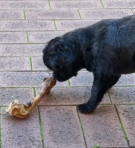 Customer photo review of Aussie Lamb Bone (3 pack)
