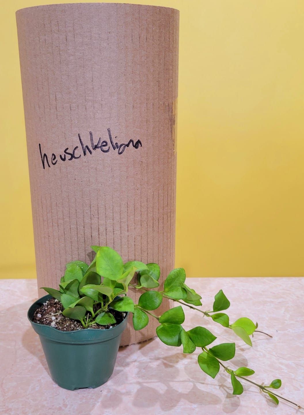 Customer photo review of Hoya heuschkeliana