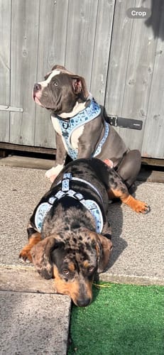 Customer photo review of Adjustable Harness – Reuben's Roadtrip