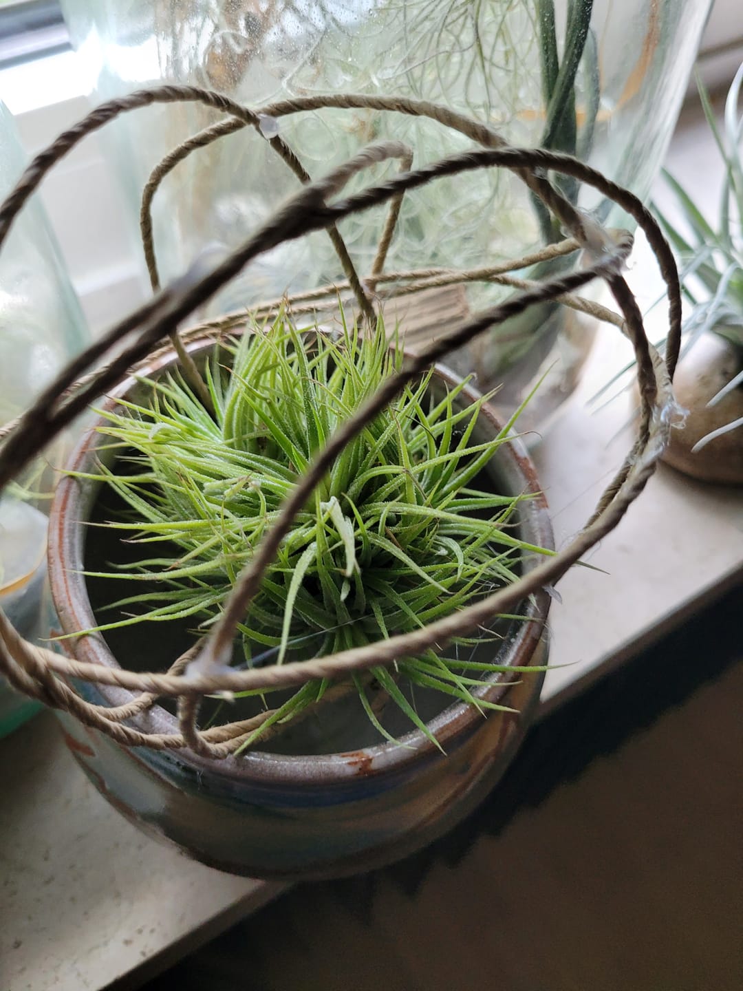Customer photo review of Tillandsia ionantha 'mexico' - PULK