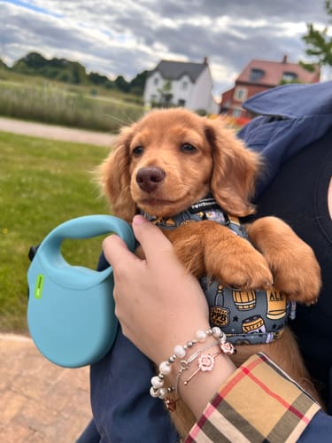 Customer photo review of Adjustable Harness – Hair Of The Dog - Sale