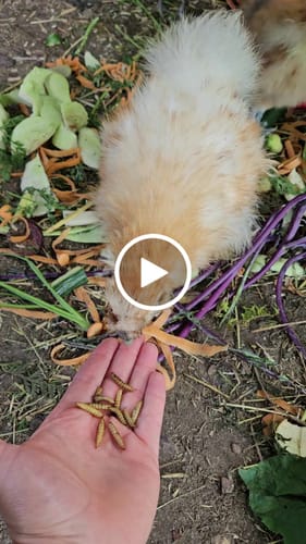 Customer video review of BSF Larven - getrocknete Soldatenfliegenlarven