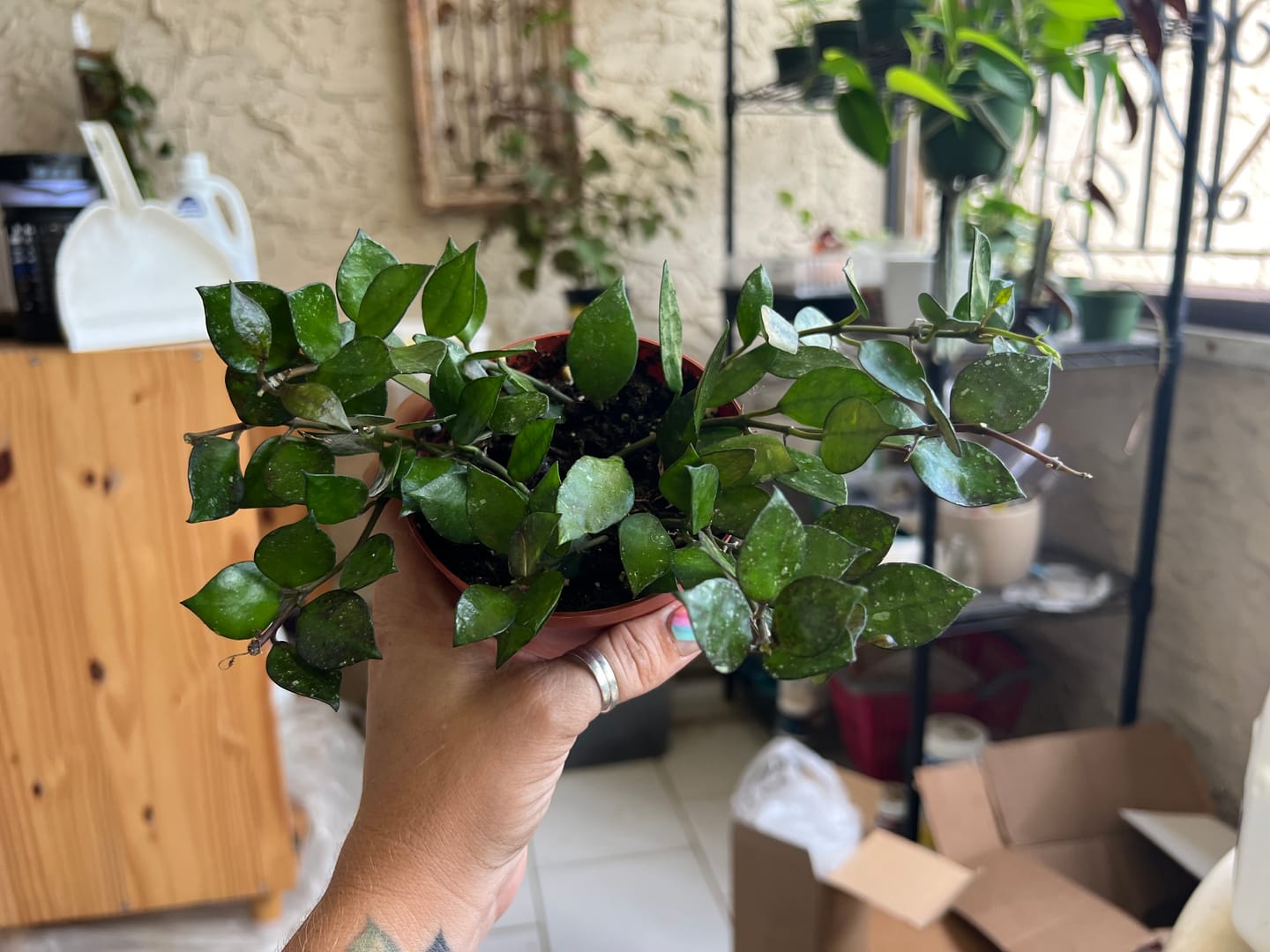 Customer photo review of Hoya krohniana 'Black'