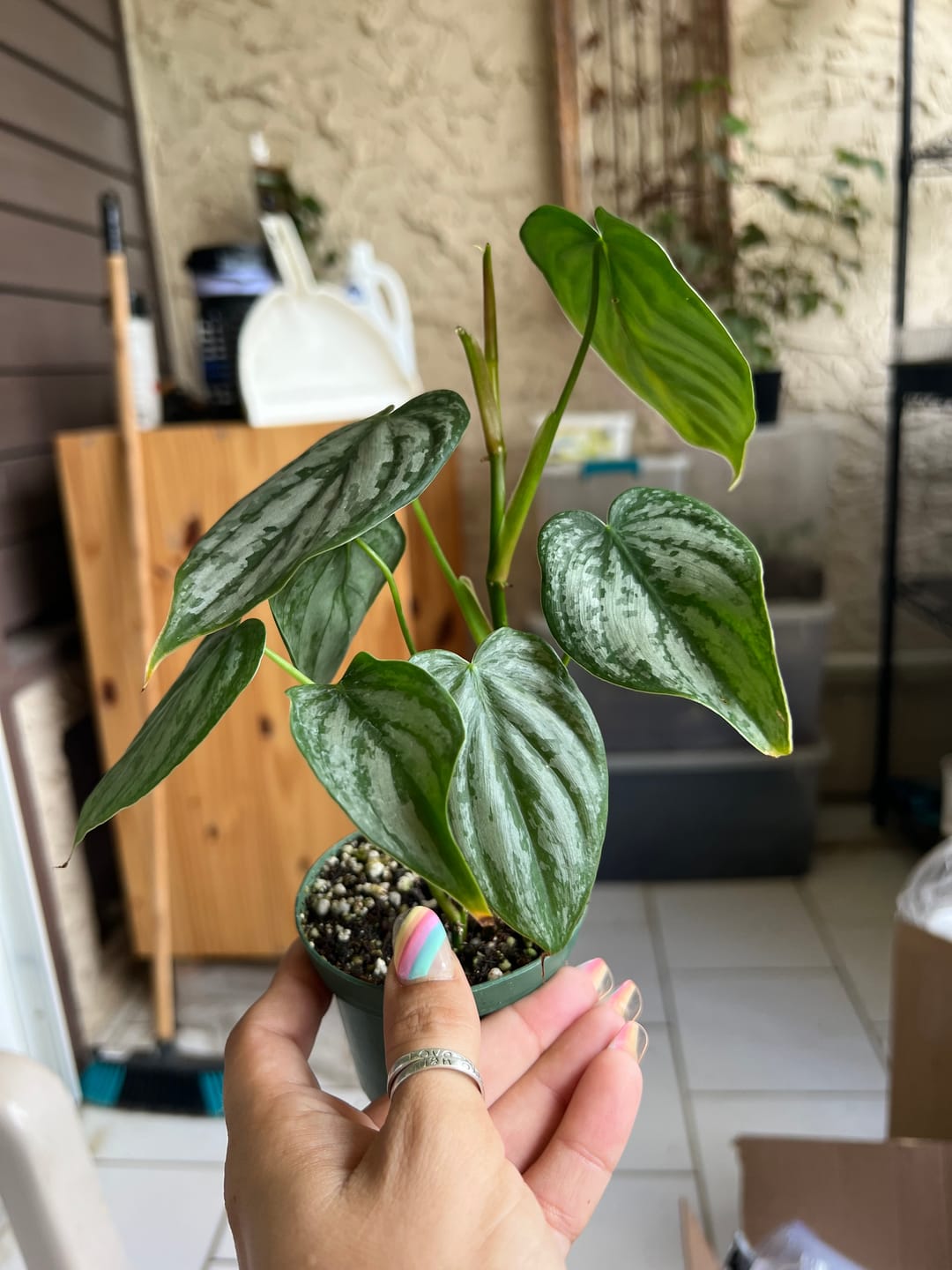 Customer photo review of Philodendron brandtianum