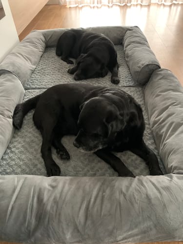 Customer photo review of PaWz Premium Pet Sofa Bed