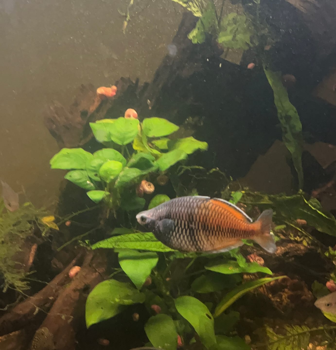 Customer photo review of Xtreme Nano and Fry Food