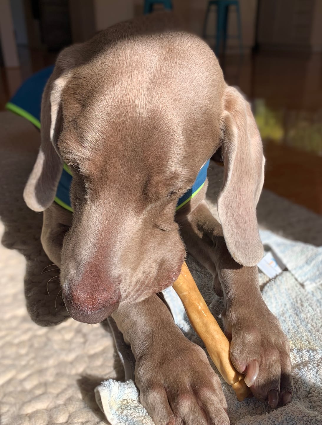 Customer photo review of Cow Skin Rolls (10 Pack) Long Lasting Chews