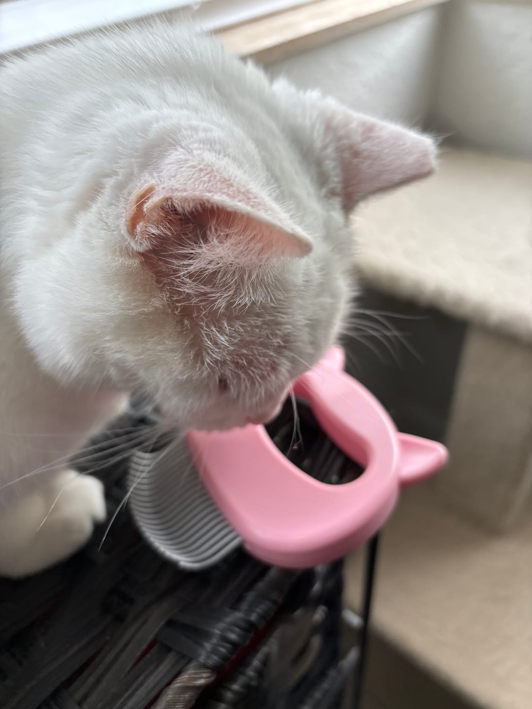 Customer photo review of Cat Hair Removal Massaging Shell Comb