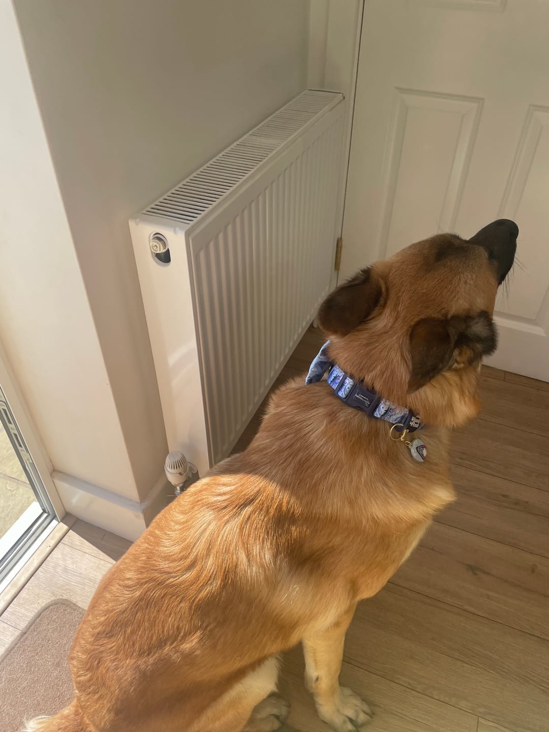 Customer photo review of Disney© Collar - Eeyore
