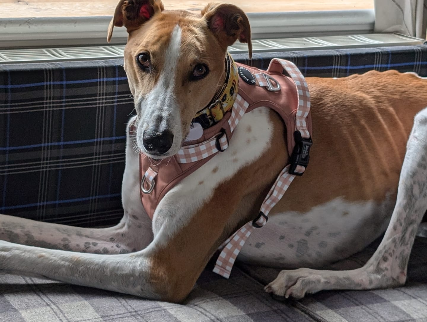 Customer photo review of Luxe Collection | 3-Click Tough Harness | Tan Plaid