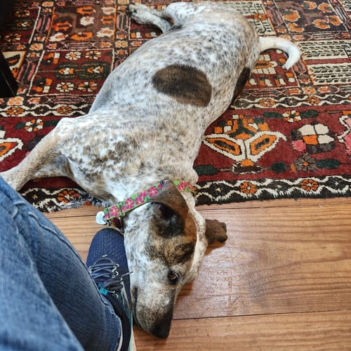 Customer photo review of 6 Inch Thick Bully Stick