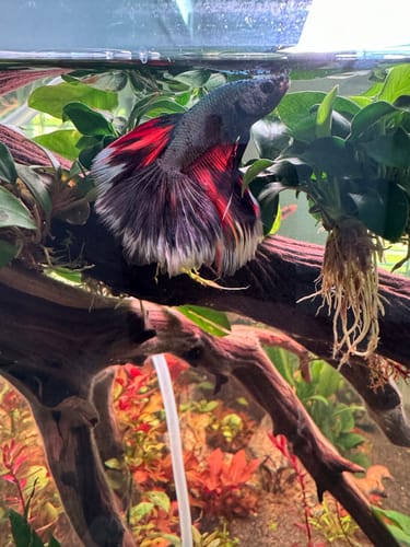Customer photo review of Multicolor Halfmoon Male Betta Fish | High Grade | Order Directly From Farm|  You Pick Fish |