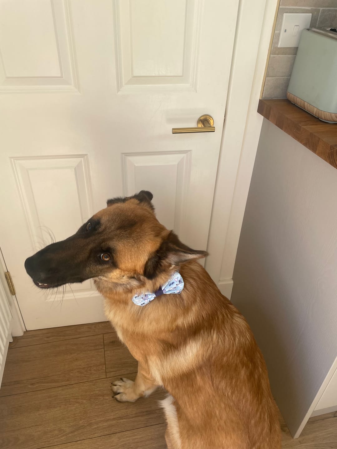 Customer photo review of Disney© Bow Tie - Eeyore