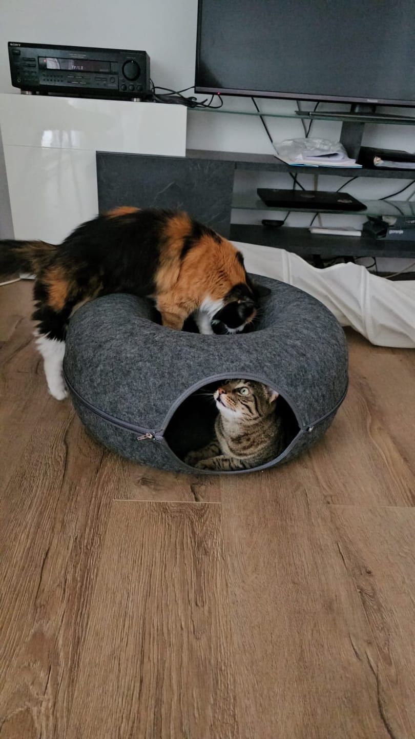 Customer photo review of Tunel Krevet za Mačke