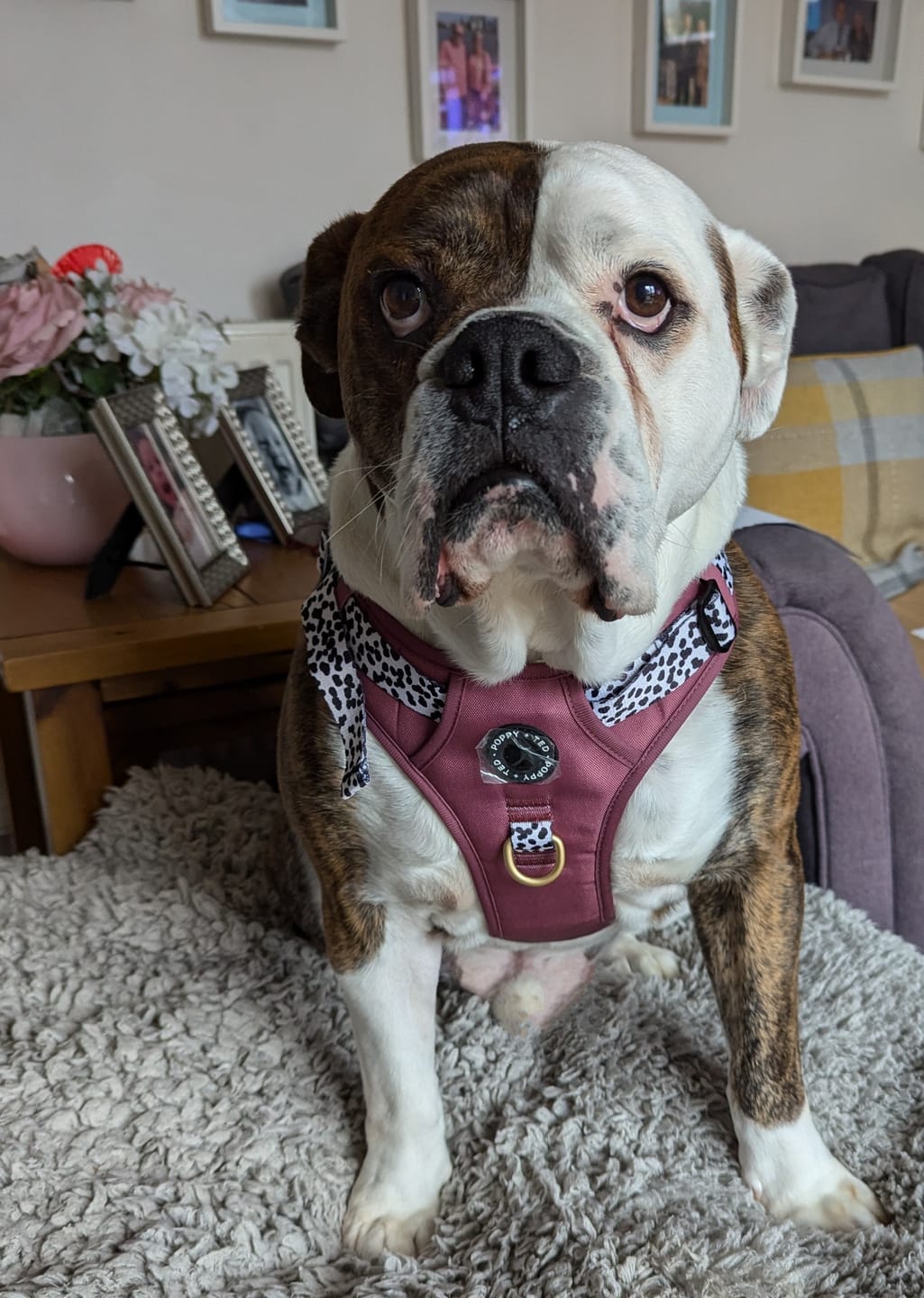 Customer photo review of Luxe Collection | 3-Click Tough Harness | Berry Dalmatian