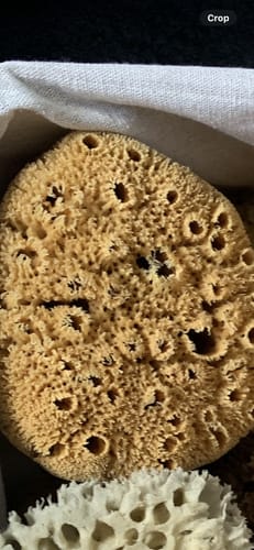 Customer photo review of Bath & Shower Natural Sea Sponges