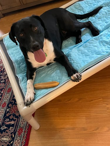 Customer photo review of TRADITIONAL HIMALAYAN YAK CHEWS | ALL SIZES