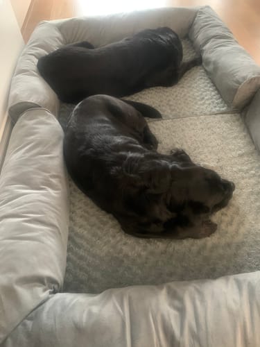 Customer photo review of PaWz Premium Pet Sofa Bed