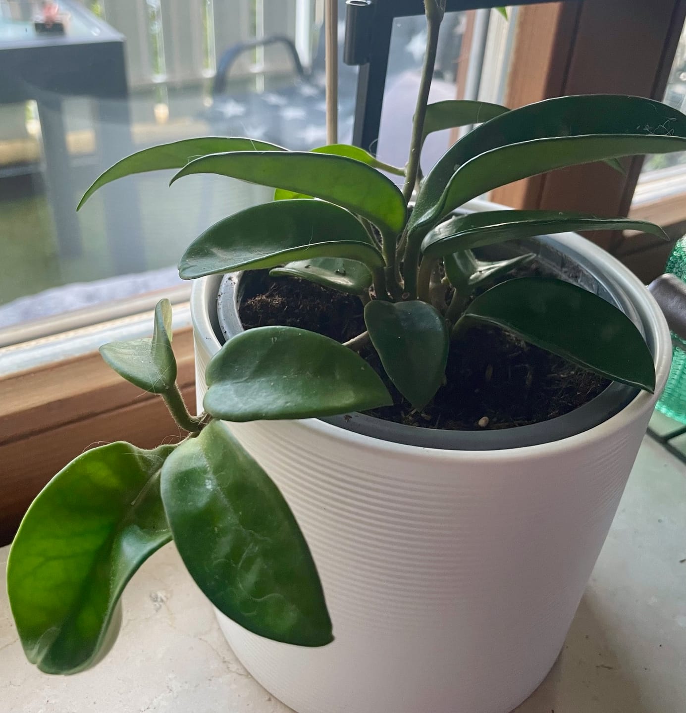 Customer photo review of HOYA CALLISTOPHYLIA