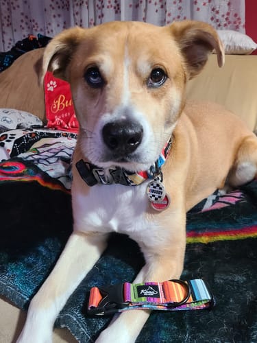 Customer photo review of Collar of the Month Club