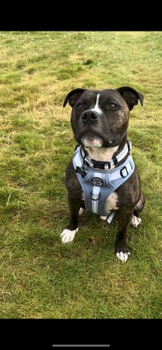 Customer photo review of Tough Trails™ Essentials Harness - Dusky Blue