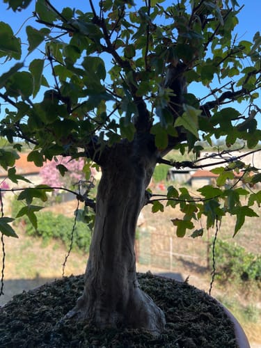 Customer photo review of ANABOLIC CB® (Trasformazione Estrema)