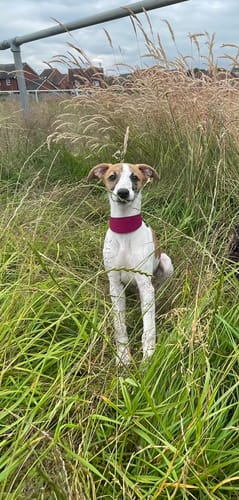 Customer photo review of Padded Sighthound Collars