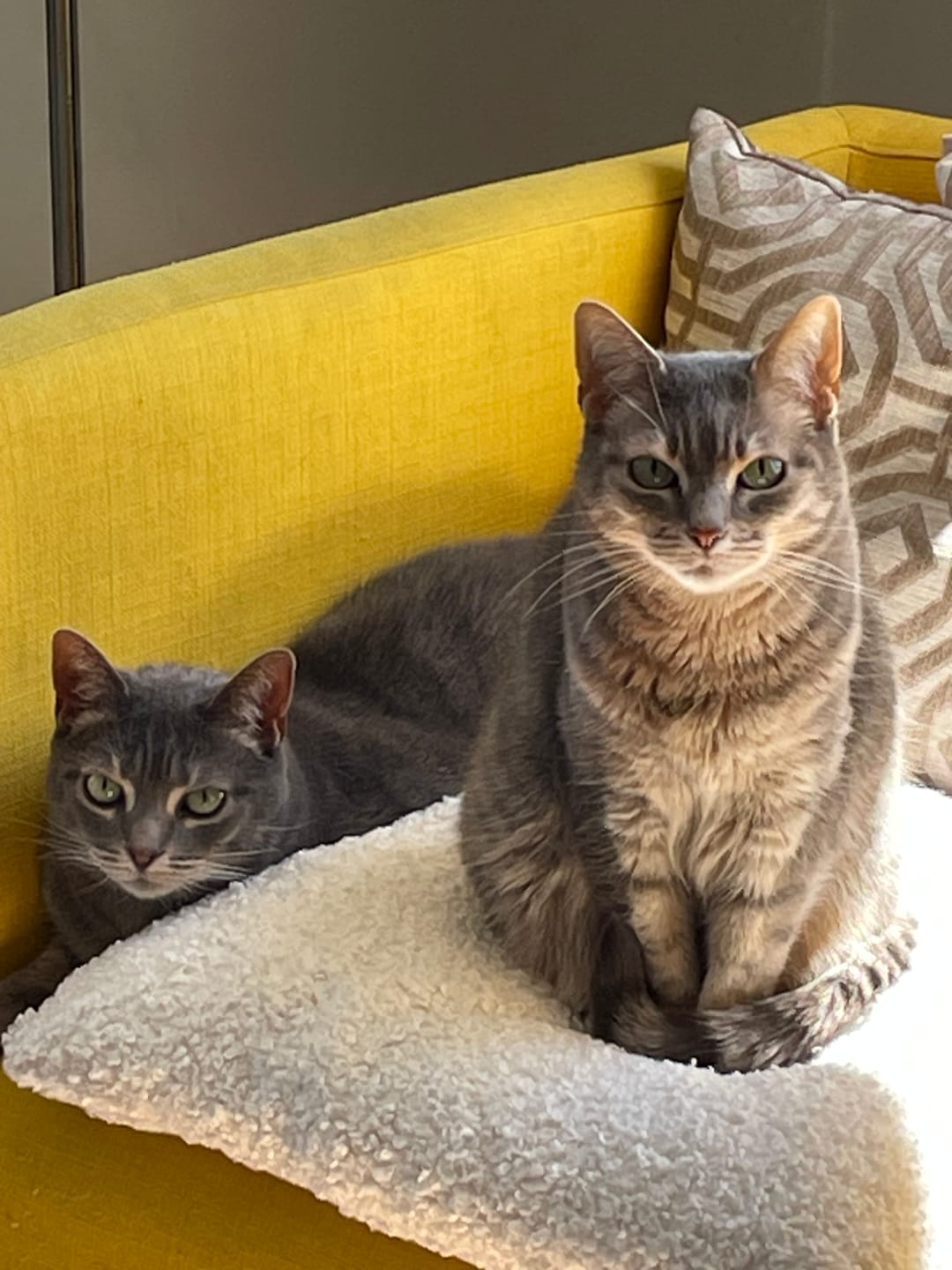 Customer photo review of Croquettes de volaille riches en ingrédients frais (chat adulte)