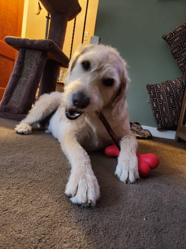 Customer photo review of 12 Inch Monster Bully Stick