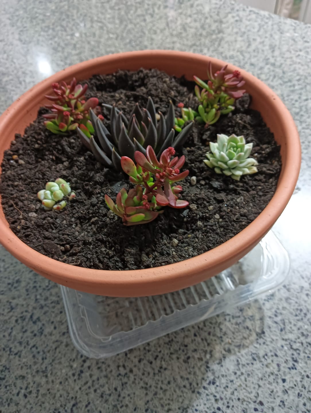 Customer photo review of Crassula atropurpurea var. anomala